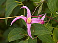 Clematis integrifolia Hanajima IMG_7179 Powojnik